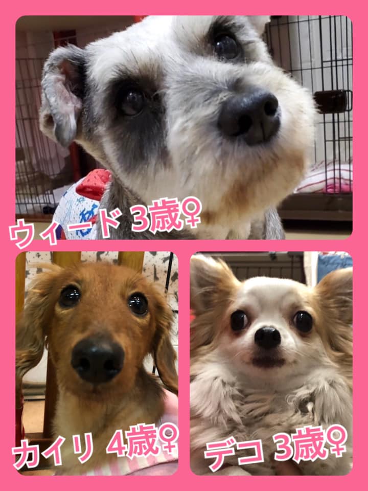 🐾今日の里親様募集中ワンコ🐶メンバーです🐾2020,7,24